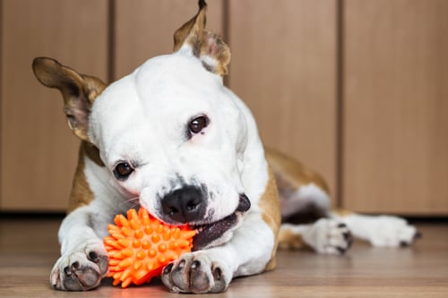 Dog toy not Coronavirus